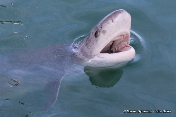 Broadnose sevvengill shark, South Africa